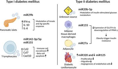 Cellular Chitchatting: Exploring the Role of Exosomes as Cardiovascular Risk Factors